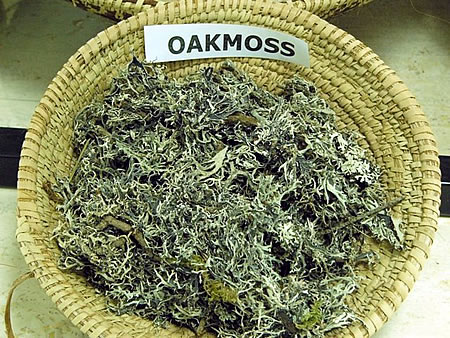 http://www.aromablog.ru/wp-content/uploads/1108/oakmoss.jpg